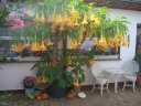 herbst_bluete2.JPG