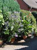 sommer_DSC04971.JPG